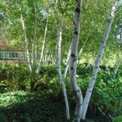 Location: Chicago Botanic Garden in Glencoe, IL
Date: 2018-08-23
lots of birch in mass planting