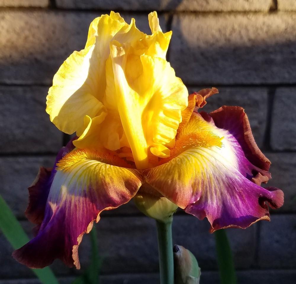 Photo of Tall Bearded Iris (Iris 'Rainbow High') uploaded by MZiris