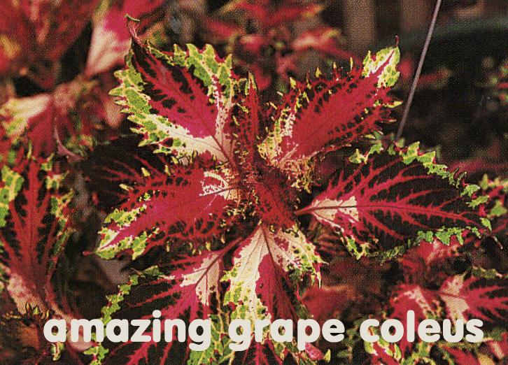 Photo of Coleus (Coleus scutellarioides 'Amazing Grape') uploaded by MoravecAF