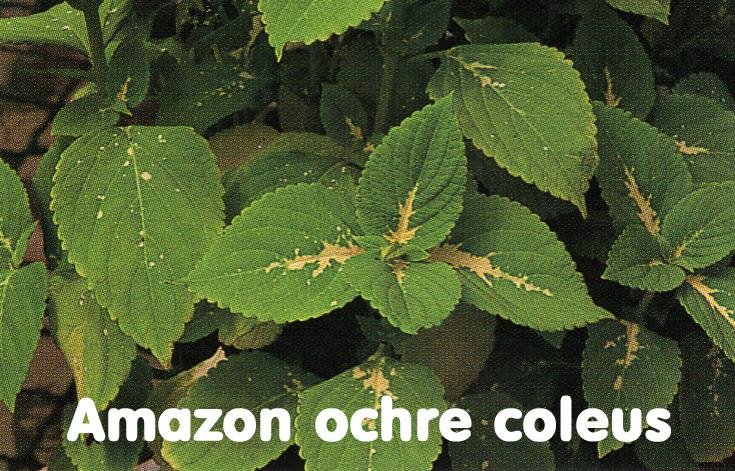 Photo of Coleus (Coleus scutellarioides 'Amazon Ochre') uploaded by MoravecAF
