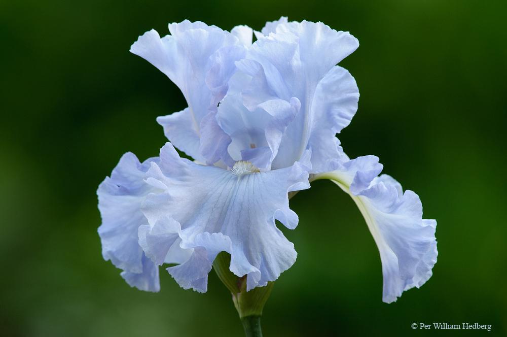 Photo of Tall Bearded Iris (Iris 'Absolute Treasure') uploaded by William