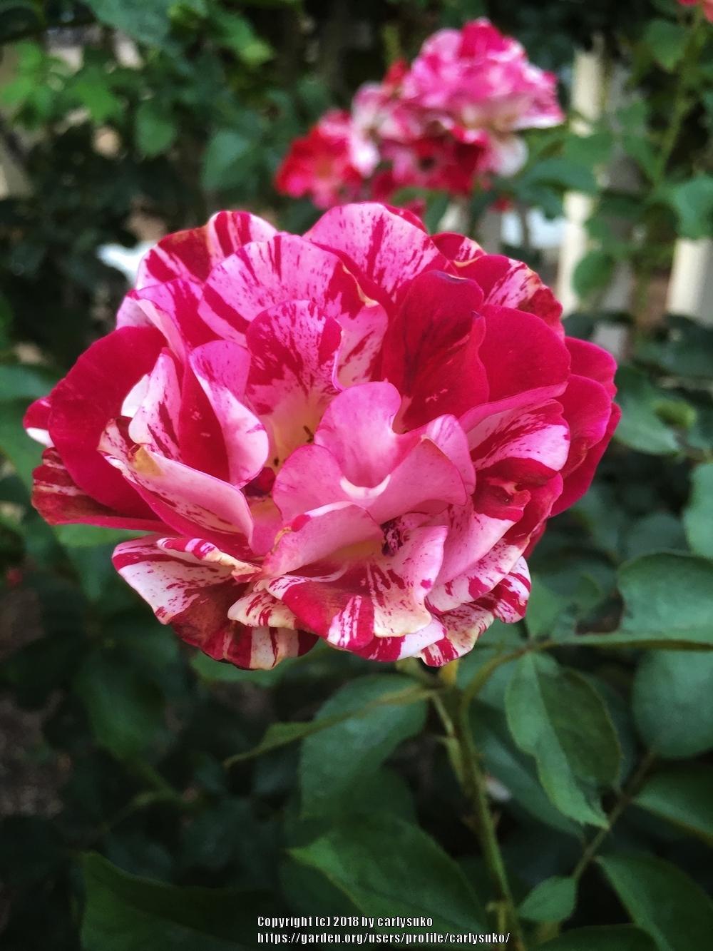 Photo of Rose (Rosa 'George Burns') uploaded by carlysuko