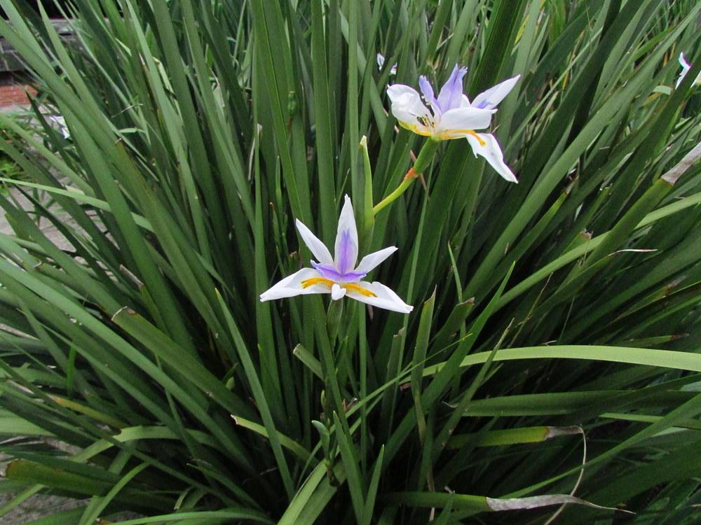 Photo of Butterfly Iris (Dietes grandiflora) uploaded by jmorth