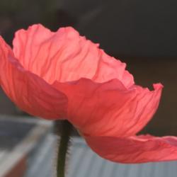 Location: Pretoria, South Africa
Date: 2018-08-31
Pink poppy looking at the setting sun