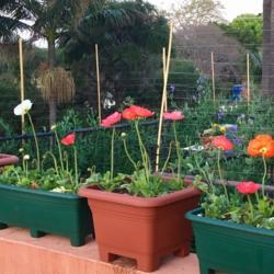 Location: Pretoria, South Africa
Date: 2018-08-31
Happy poppies in pots overlooking the flower balcony
