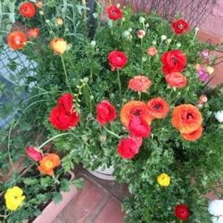 Location: Pretoria, South Africa
Date: 2018-08-31
Ranunculus in patio pots - unstaked gives them a lovely free look