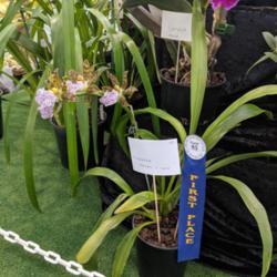 Location: Melbourne Orchid Spectacular (OSCOV Show), Victoria, Australia
Date: 2018-08-24
A seedling resulting from a selfing. Part of the South Gippsland 