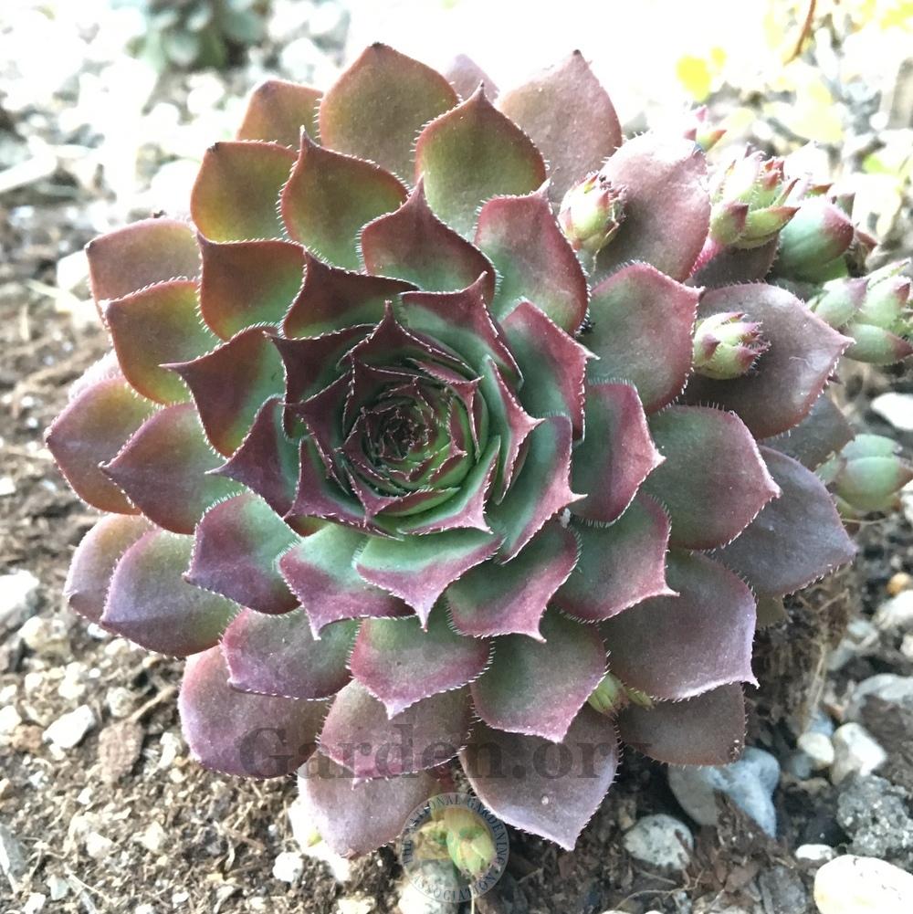 Photo of Hen and Chick (Sempervivum 'Positively Glowing') uploaded by BlueOddish