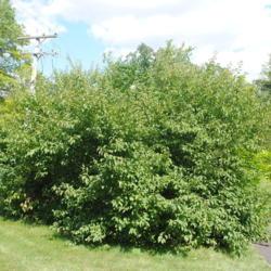 Location: Morton Arboretum in Lisle, Illinois
Date: 2018-08-22
a few shrubs together as a colony