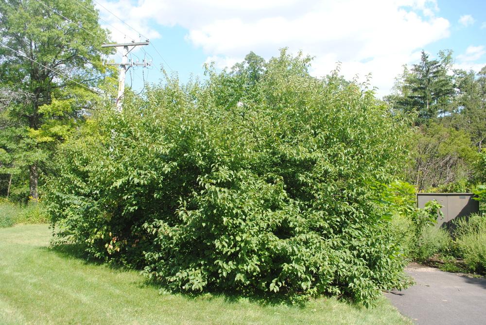Photo of Wild Plum (Prunus americana) uploaded by ILPARW