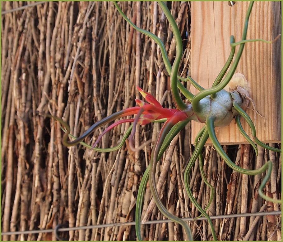 Photo of Air Plant (Tillandsia bulbosa) uploaded by BarbandDave