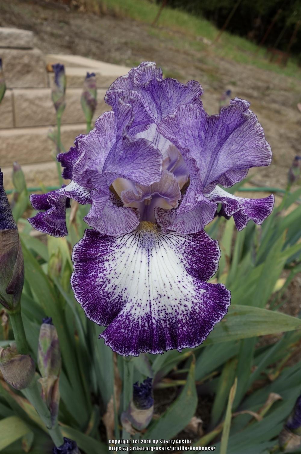 Photo of Tall Bearded Iris (Iris 'Broadband') uploaded by Henhouse