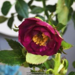 Location: Coastal San Diego County 
Date: 2018-09-08
Just bought from High Country Roses