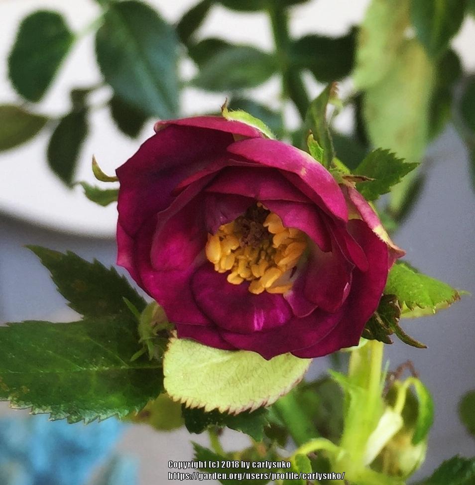 Photo of Rose (Rosa 'Diamond Eyes') uploaded by carlysuko