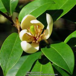 Location: Port Orange, Florida
Date: 2016-10-22
Magnolia figo