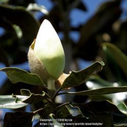 Location: Daytona Beach, Florida
Date: 2013-04-23
Magnolia grandiflora