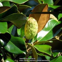 Location: Port Orange, Florida
Date: 2018-07-07
Magnolia grandiflora