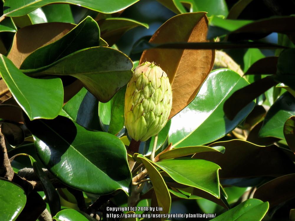 Photo of Magnolias (Magnolia) uploaded by plantladylin