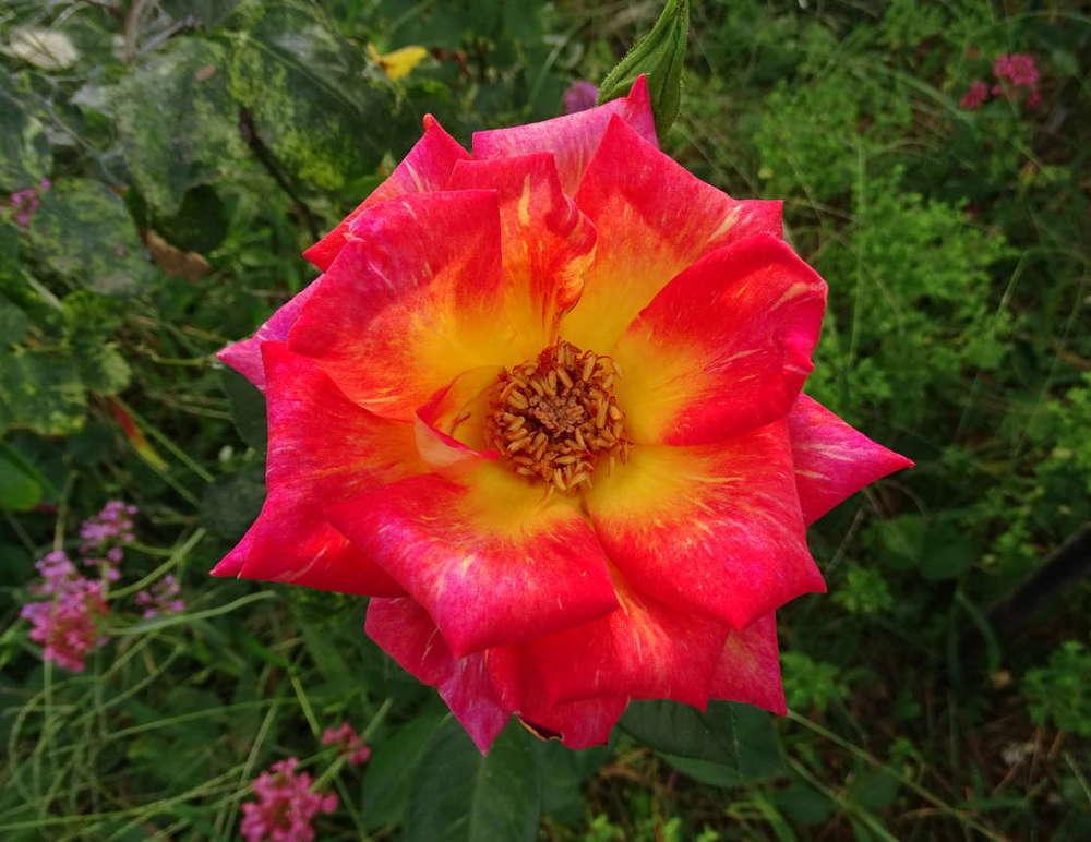 Photo of Rose (Rosa 'Harry Wheatcroft') uploaded by Beth_NorCal