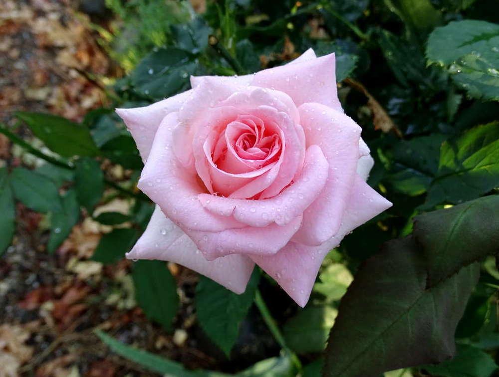 Photo of Rose (Rosa 'Bridal Pink') uploaded by Beth_NorCal