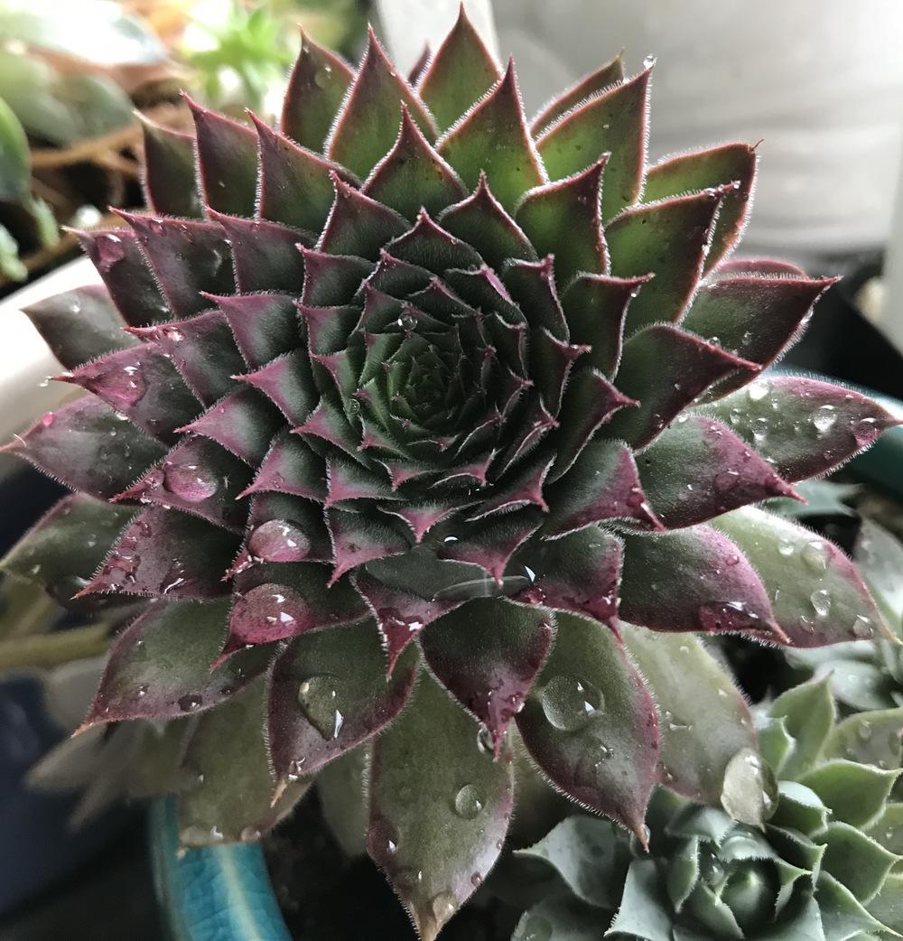 Photo of Hen and Chick (Sempervivum 'Sigma') uploaded by Foxamilion
