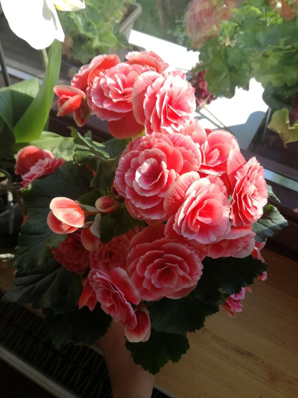 Photo of Rieger Begonia (Begonia x hiemalis) uploaded by dorcina