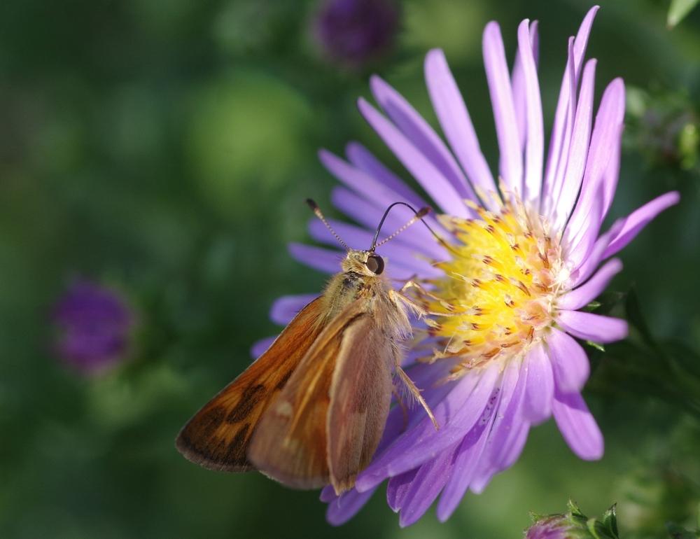 Photo of Asters (Aster) uploaded by evermorelawnless