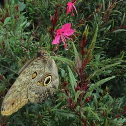 Location: Chicago Botanic Garden
Date: 2018-09-01
Flower visited by the Owl butterfly.