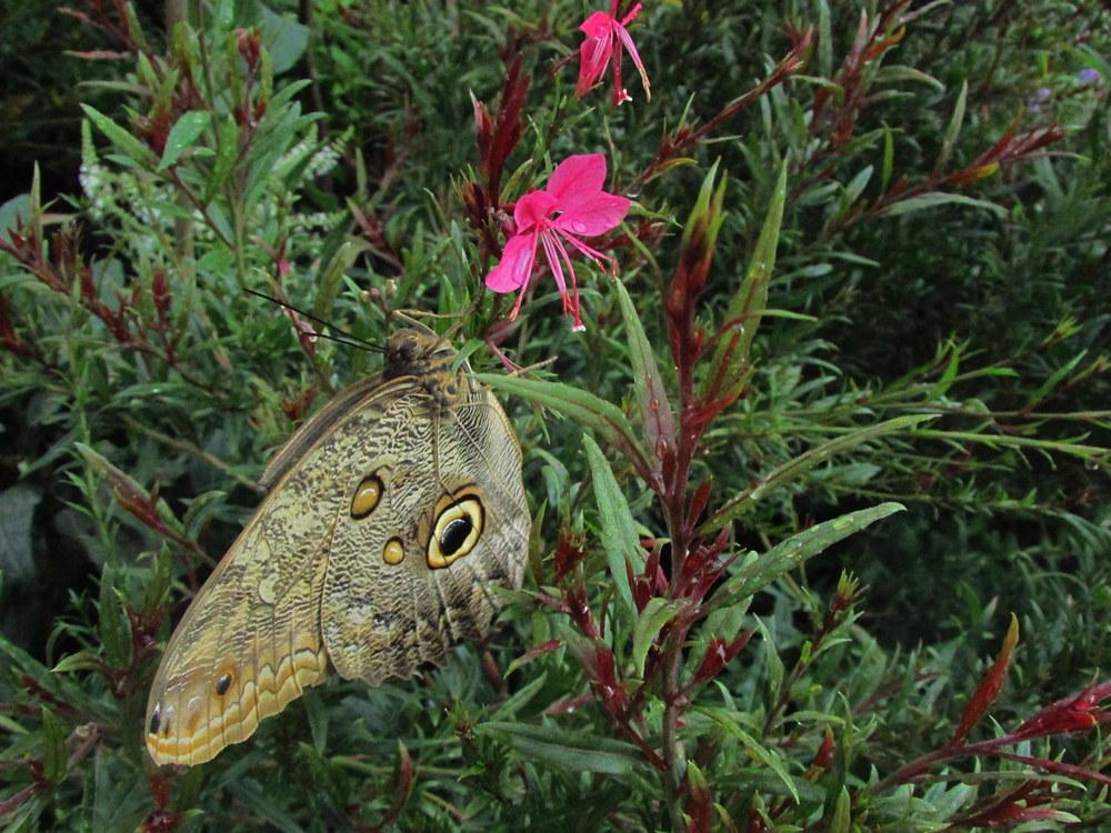 Photo of Appleblossom Grass (Oenothera lindheimeri) uploaded by jmorth