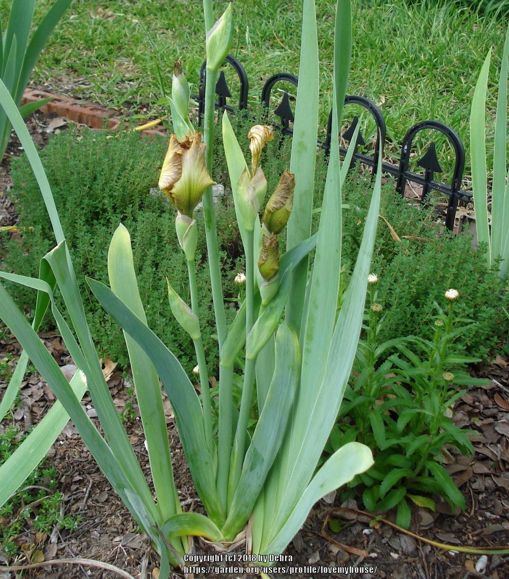 Photo of Tall Bearded Iris (Iris 'Tiger Honey') uploaded by lovemyhouse