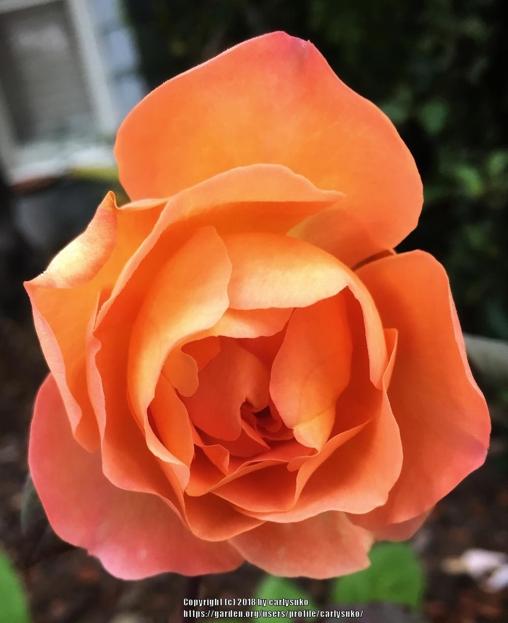 Photo of Rose (Rosa 'Lady Emma Hamilton') uploaded by carlysuko