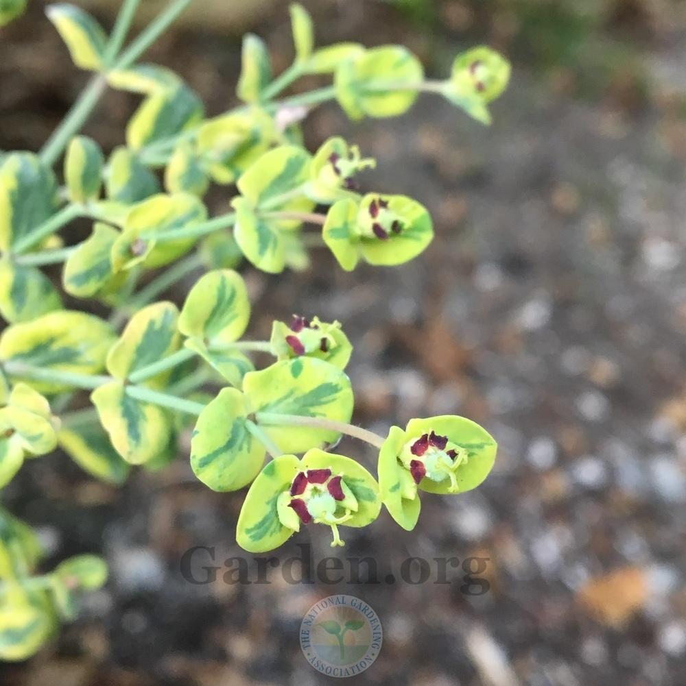 Photo of Euphorbia (Euphorbia x martini 'Ascot Rainbow') uploaded by BlueOddish