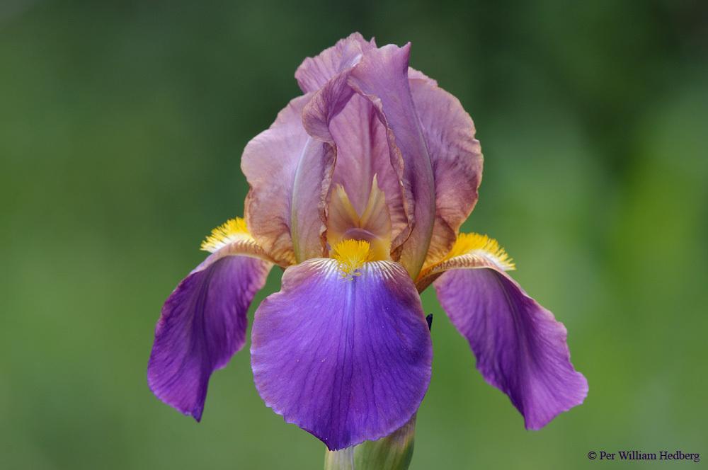 Photo of Tall Bearded Iris (Iris 'Seraphita') uploaded by William