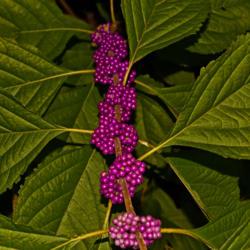 Location: Botanical Gardens of the State of Georgia...Athens, Ga
Date: 2018-09-09
Beautyberry 017