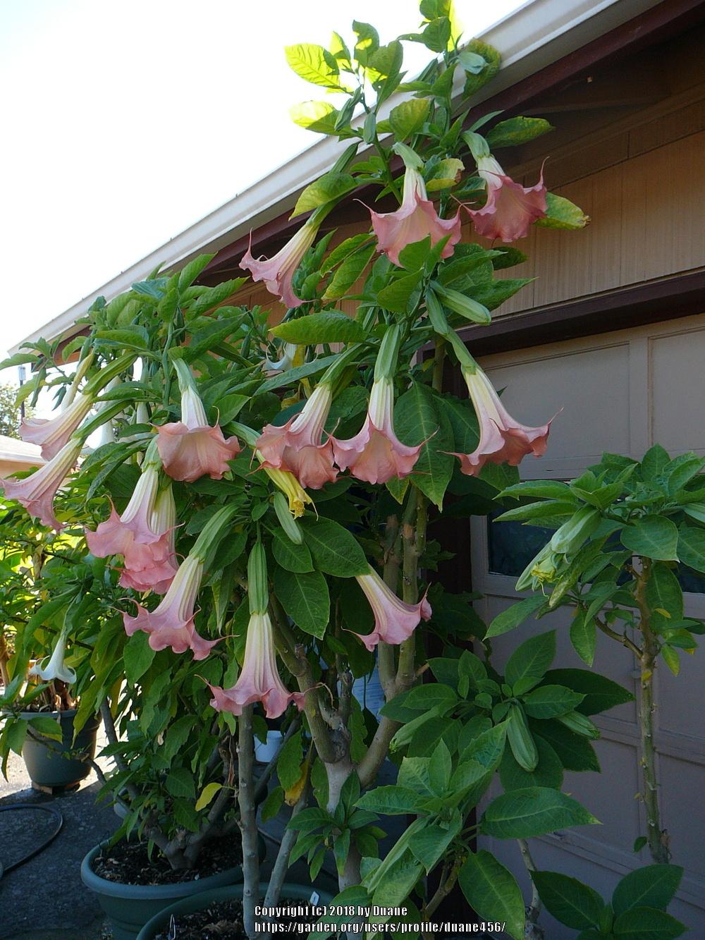 Photo of Angel Trumpet (Brugmansia 'Xena') uploaded by duane456