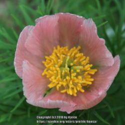 Location: My Garden in PA
Date: 2018-05-04
Single pink fernleaf peony