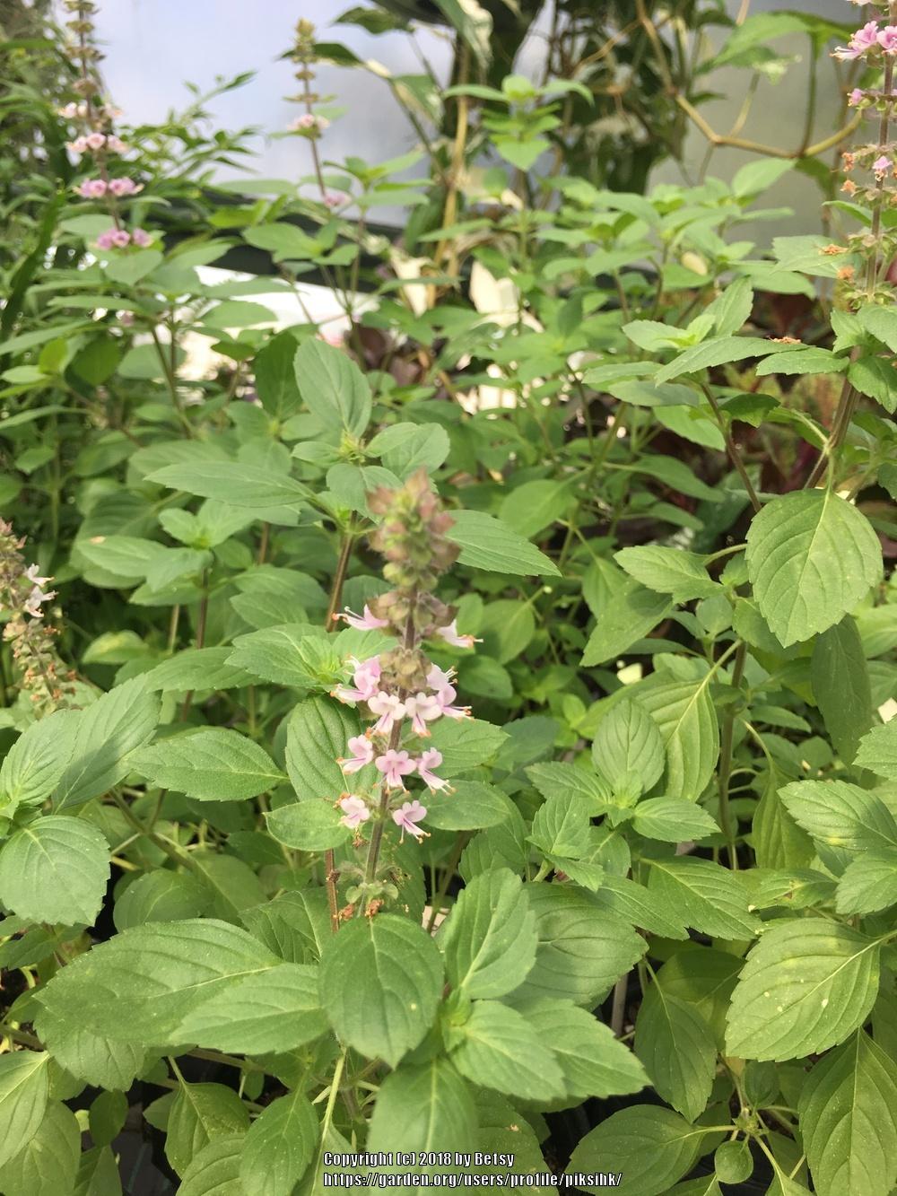 Photo of African Blue Basil (Ocimum 'African Blue') uploaded by piksihk
