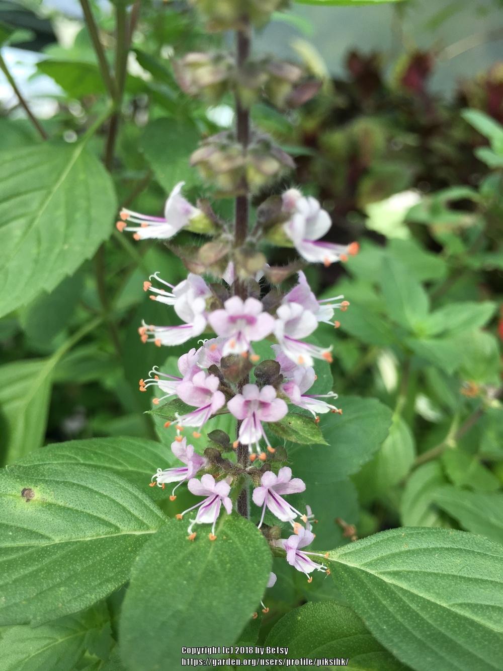 Photo of African Blue Basil (Ocimum 'African Blue') uploaded by piksihk