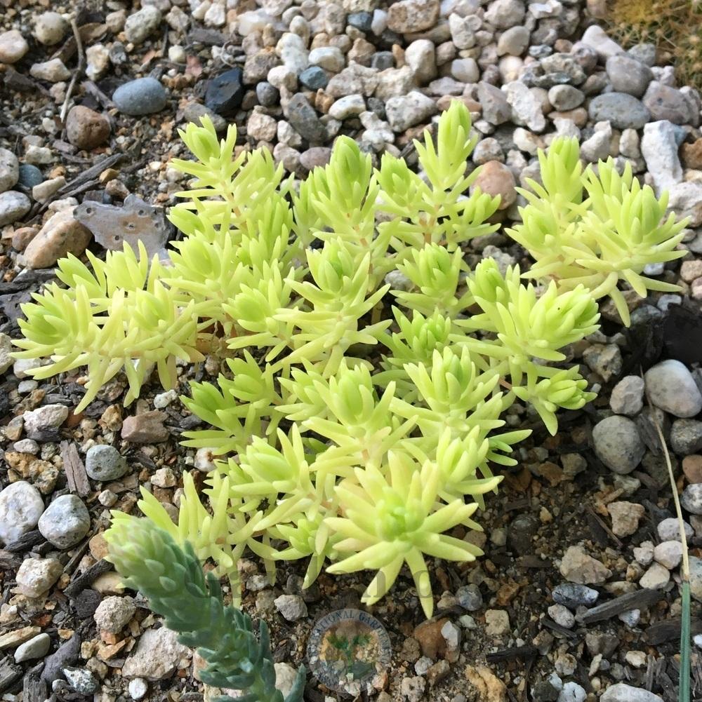 Photo of Stonecrop (Petrosedum Lemon Coral™) uploaded by BlueOddish