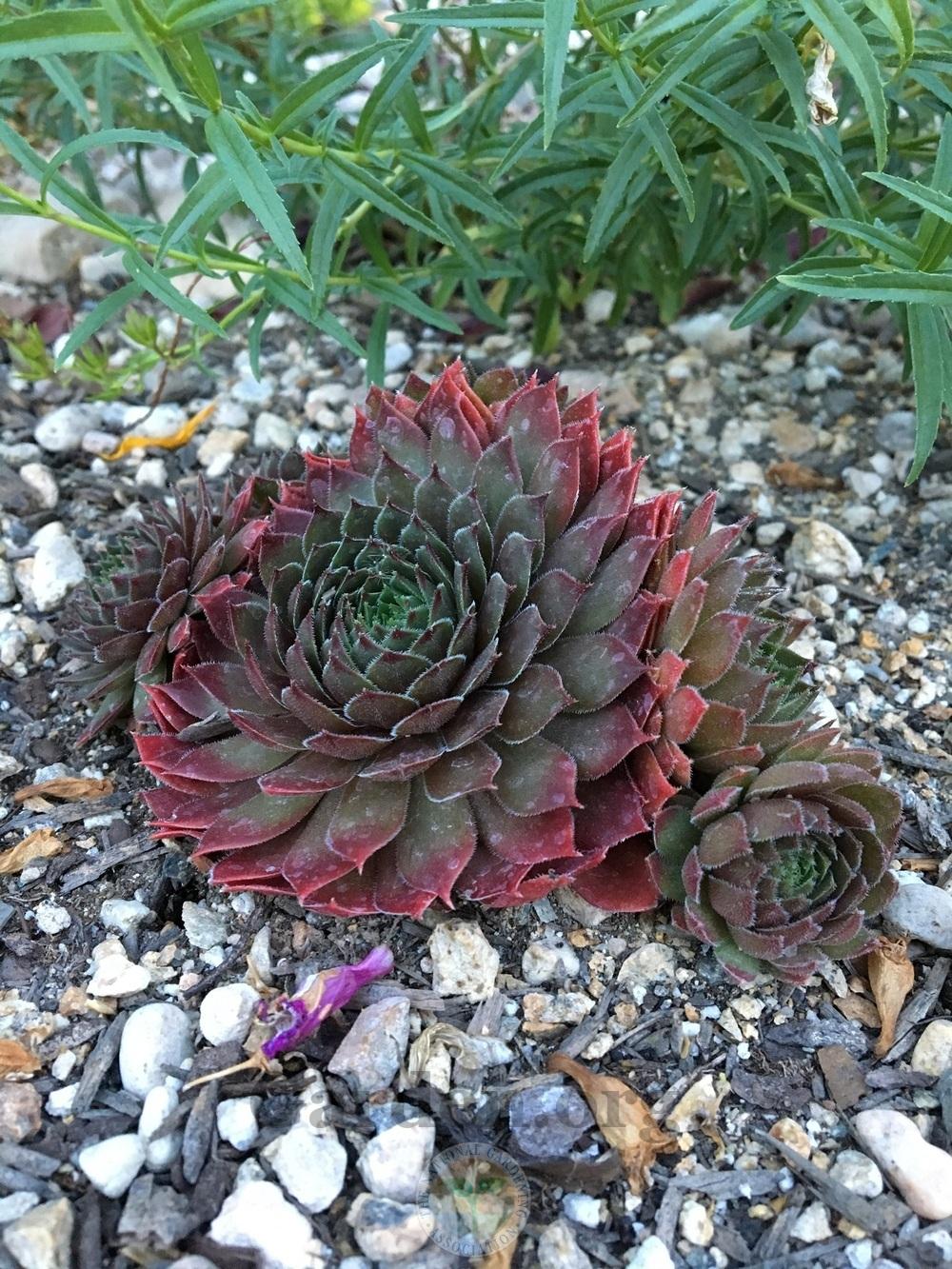Photo of Hen and Chicks (Sempervivum 'Aglow') uploaded by BlueOddish