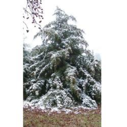 Location: Atoka
Date: May 13, 2009
Snow-covered Cedar Tree