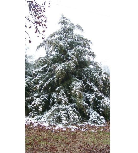 Photo of Eastern Red Cedar (Juniperus virginiana) uploaded by Bohrman