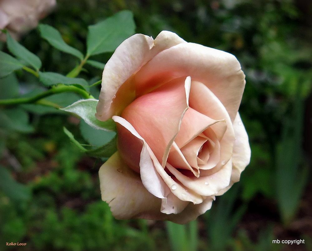 Photo of Rose (Rosa 'Koko Loko') uploaded by MargieNY