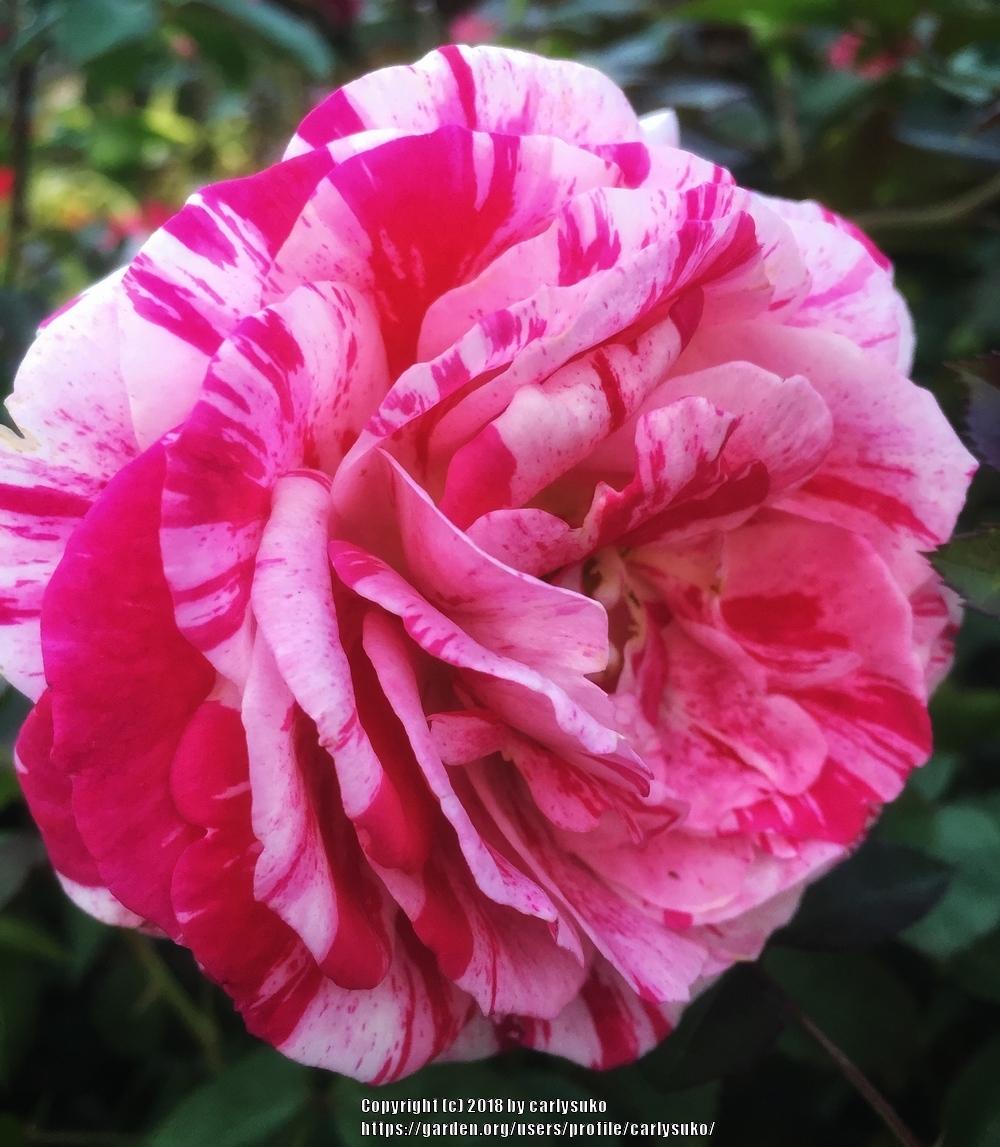 Photo of Rose (Rosa 'Scentimental') uploaded by carlysuko