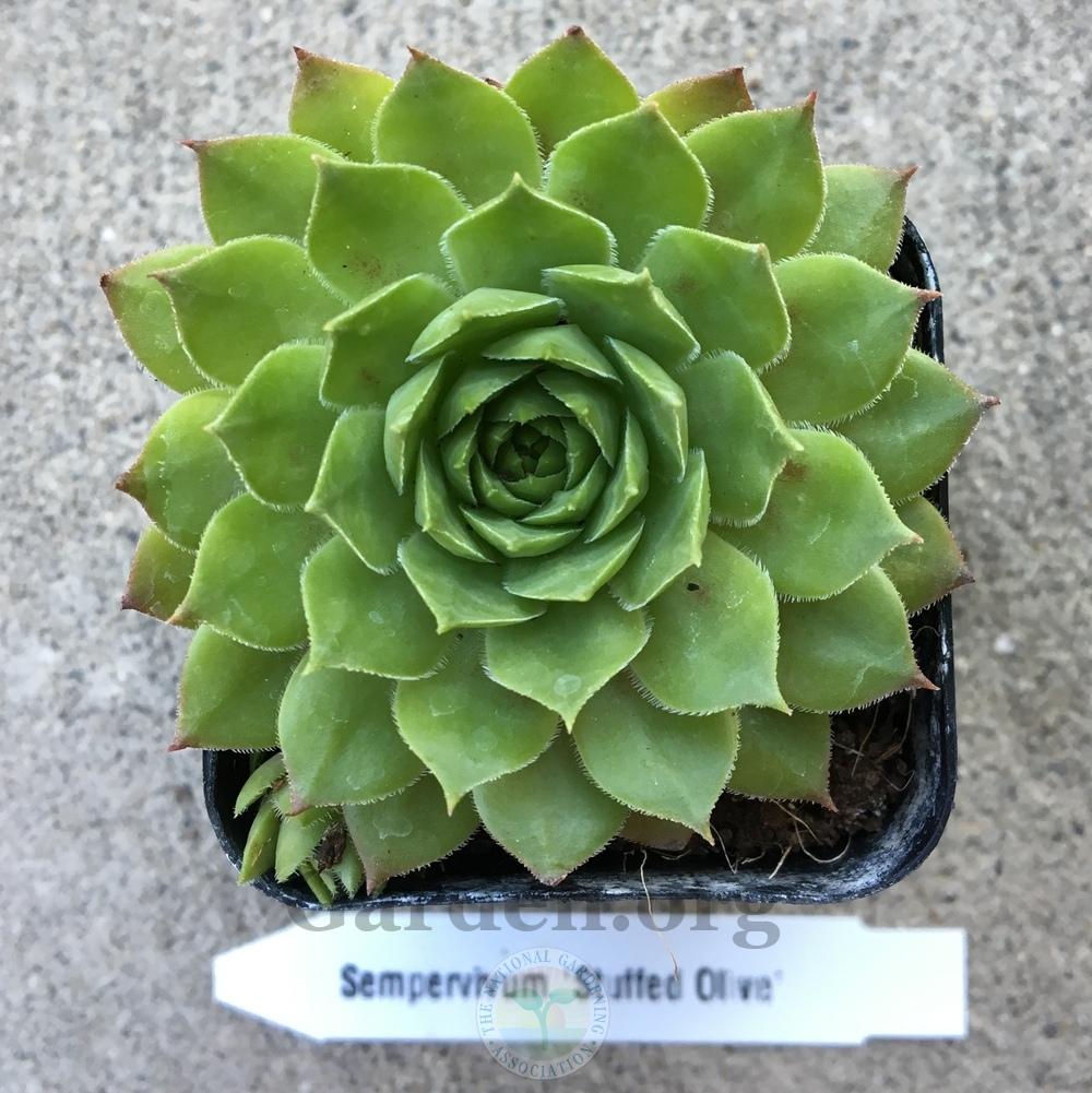 Photo of Hen and Chicks (Sempervivum 'Stuffed Olive') uploaded by BlueOddish