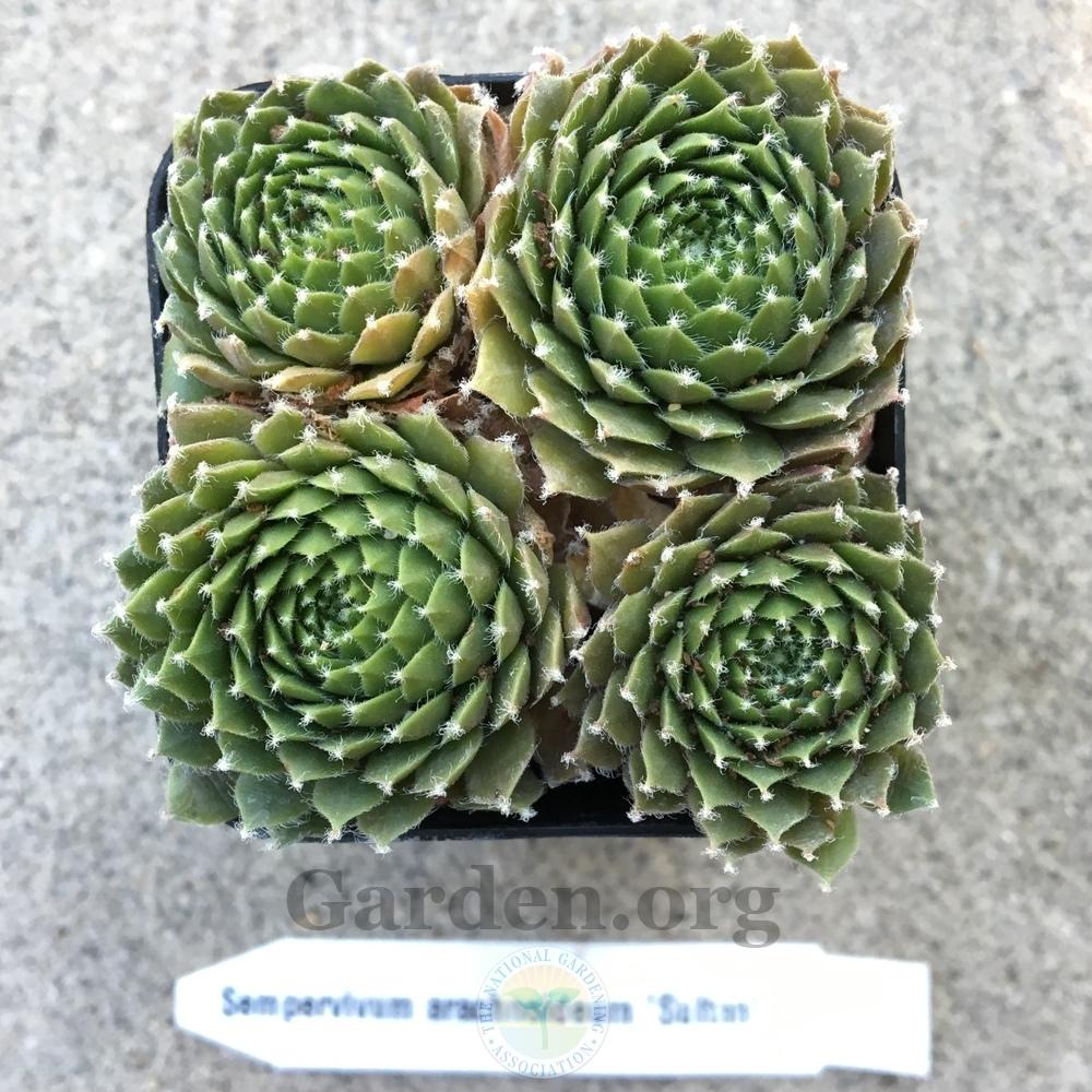Photo of Hen and chicks (Sempervivum 'Sultan') uploaded by BlueOddish