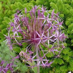 Location: Nora's Garden - Castlegar, B.C.
Date: 2017-06-18
- A symmetrical starburst sensation.