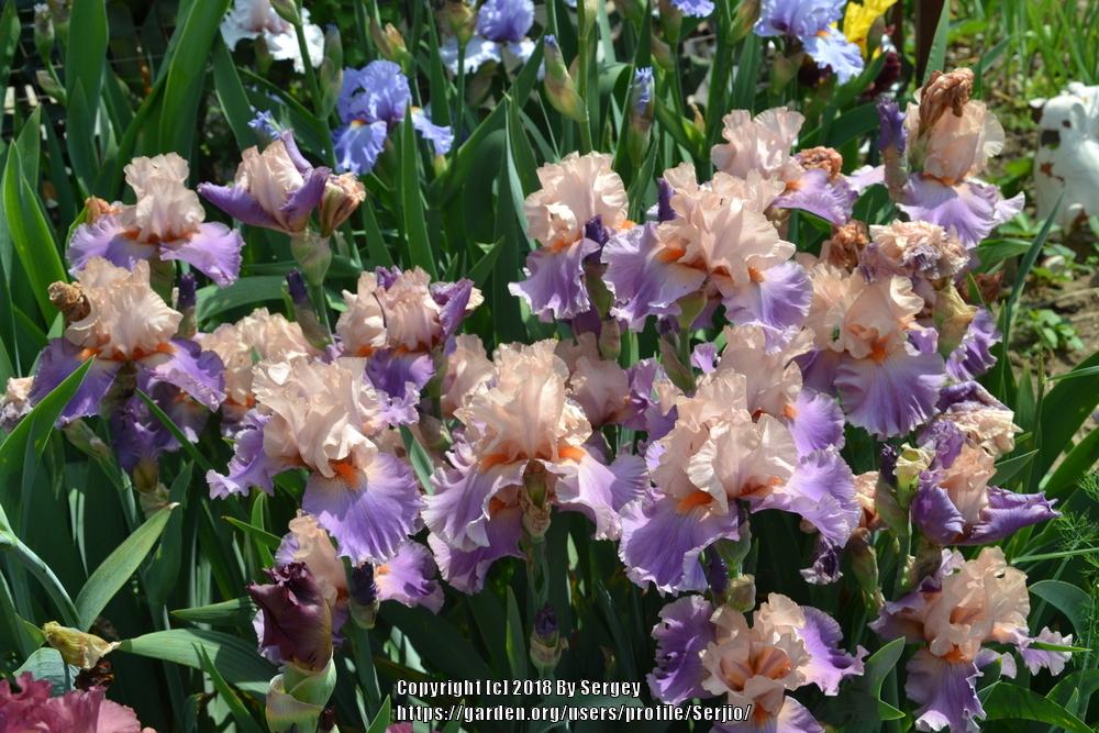 Photo of Tall Bearded Iris (Iris 'Discovered Treasure') uploaded by Serjio