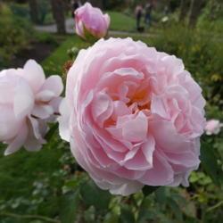 Location: Royal Botanic Gardens, Kew
Date: 2018-09-10