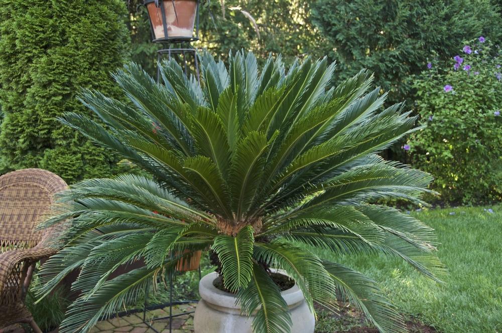 Photo of Sago Palm (Cycas revoluta) uploaded by Fleur569